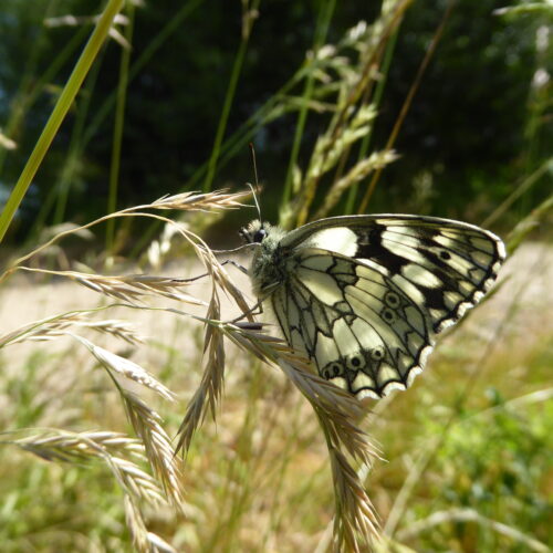 Marbled white North Yorkshire Water Park